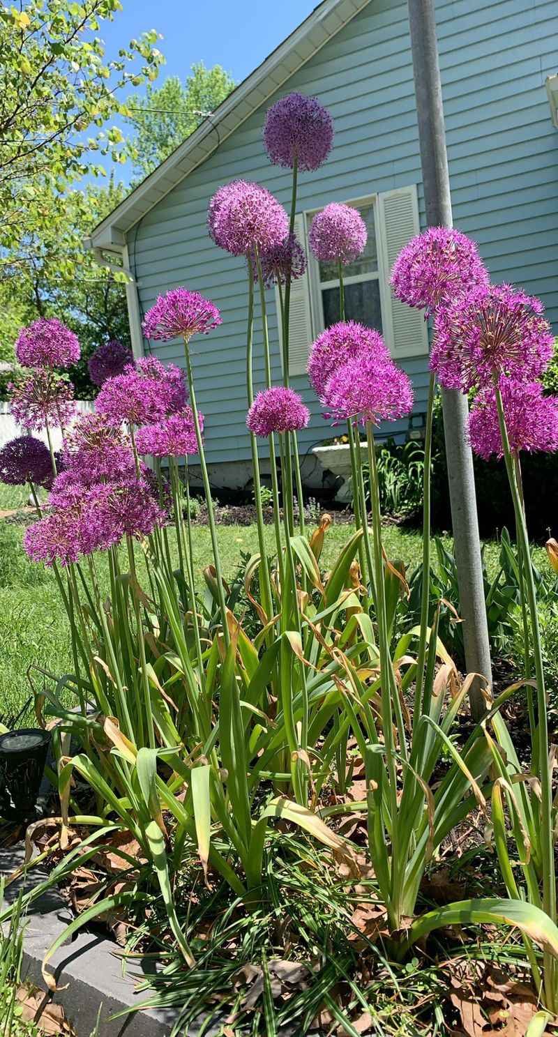 Ornamental Allium