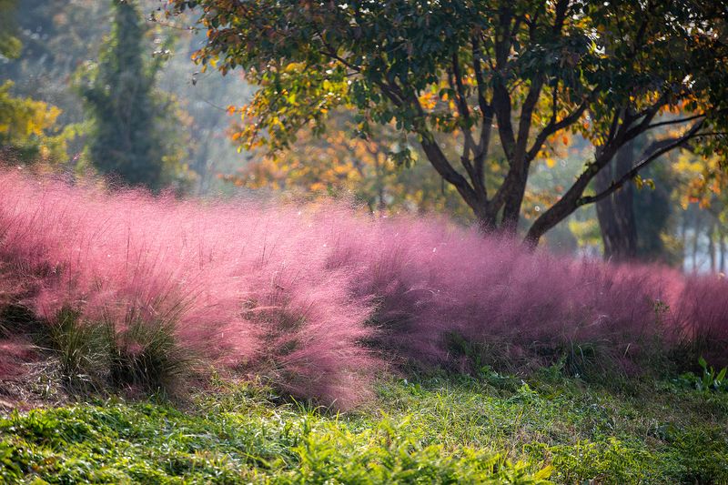 Ornamental Grass With Sedum Sedge