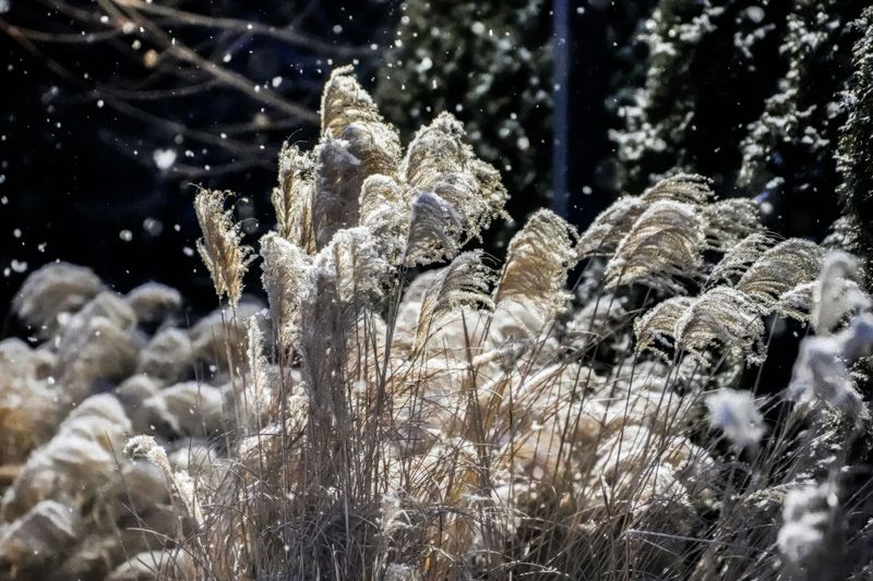 Ornamental Grasses Add Winter Interest