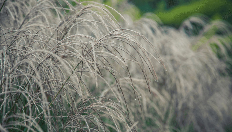 Ornamental Grasses Can Shelter Scorpions at the Crown Ornamental Grasses Can Shelter Scorpions at the Crown