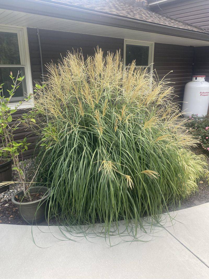 Ornamental Grasses Drying Into Backyard Kindling Ornamental Grasses Drying Into Backyard Kindling