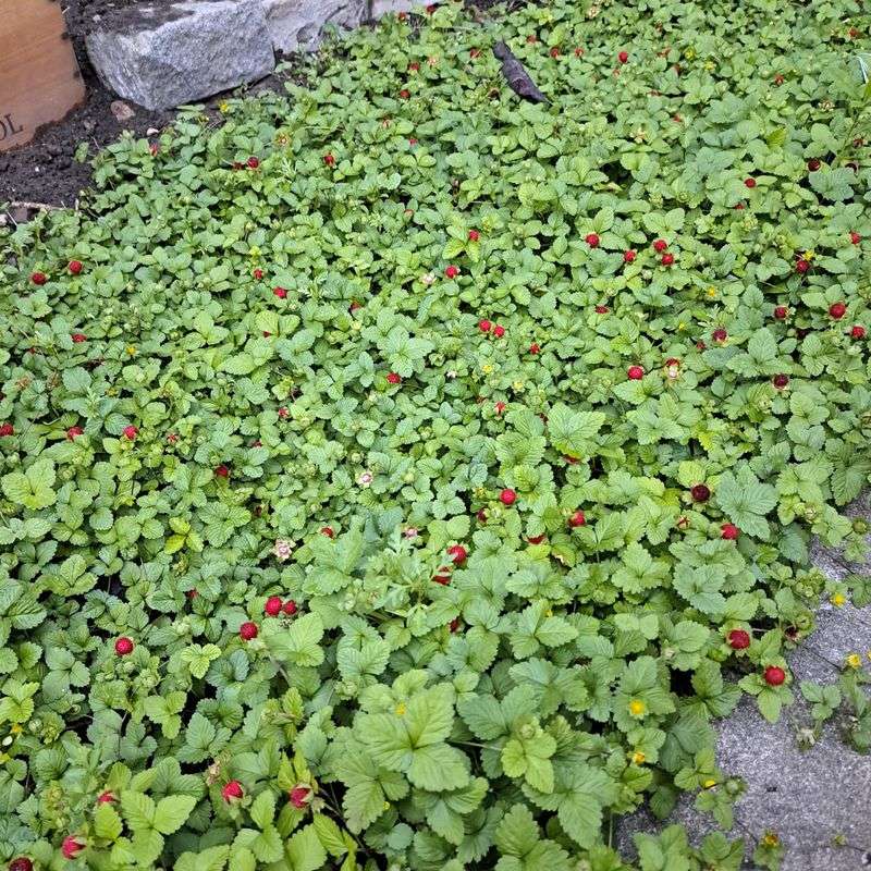 Ornamental Strawberry Covers Soil With Living Foliage Ornamental Strawberry Covers Soil With Living Foliage