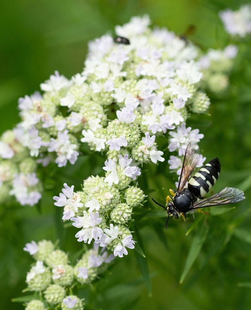 Other Beneficial Insects Join In Other Beneficial Insects Join In