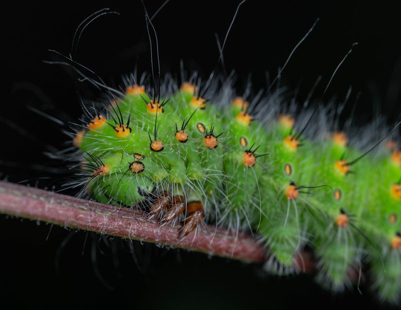 Other Caterpillars To Watch Out For In Kentucky Other Caterpillars To Watch Out For In Kentucky
