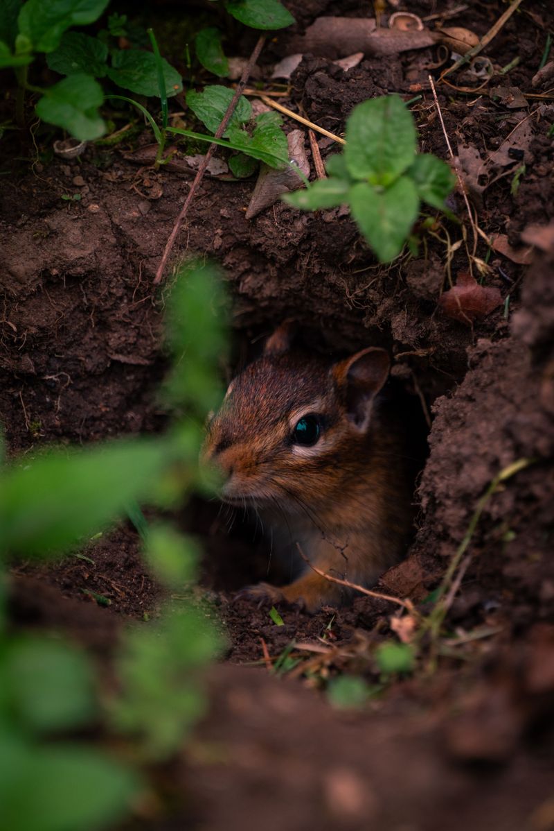 Other Common Mistakes That Invite Chipmunks To Your Yard Other Common Mistakes That Invite Chipmunks To Your Yard