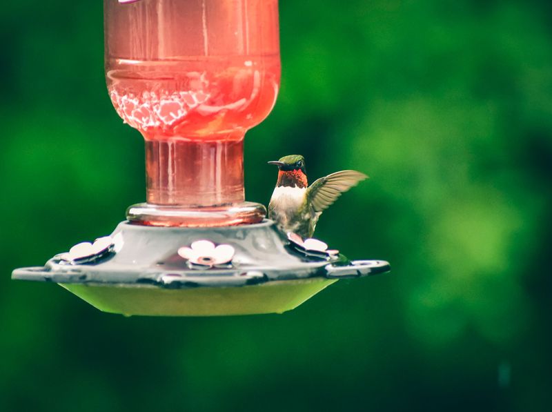 Other Feeder Habits to Avoid This Summer Other Feeder Habits to Avoid This Summer