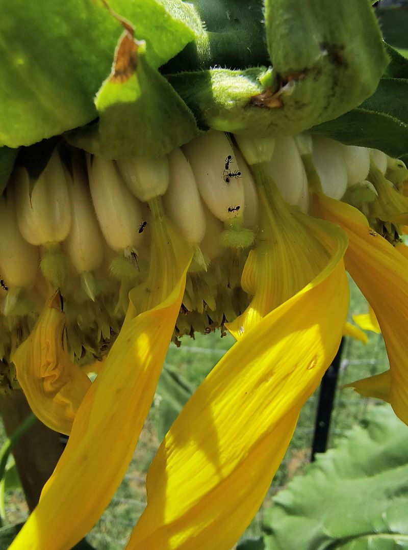 Other Garden Plants Use The Same Nectar Trick