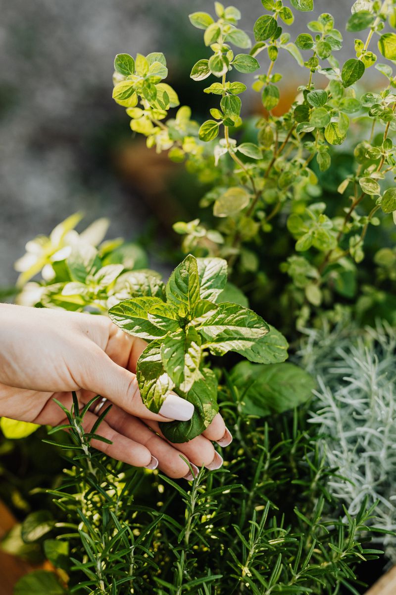 Other Herbs That Work Well Alongside It Other Herbs That Work Well Alongside It