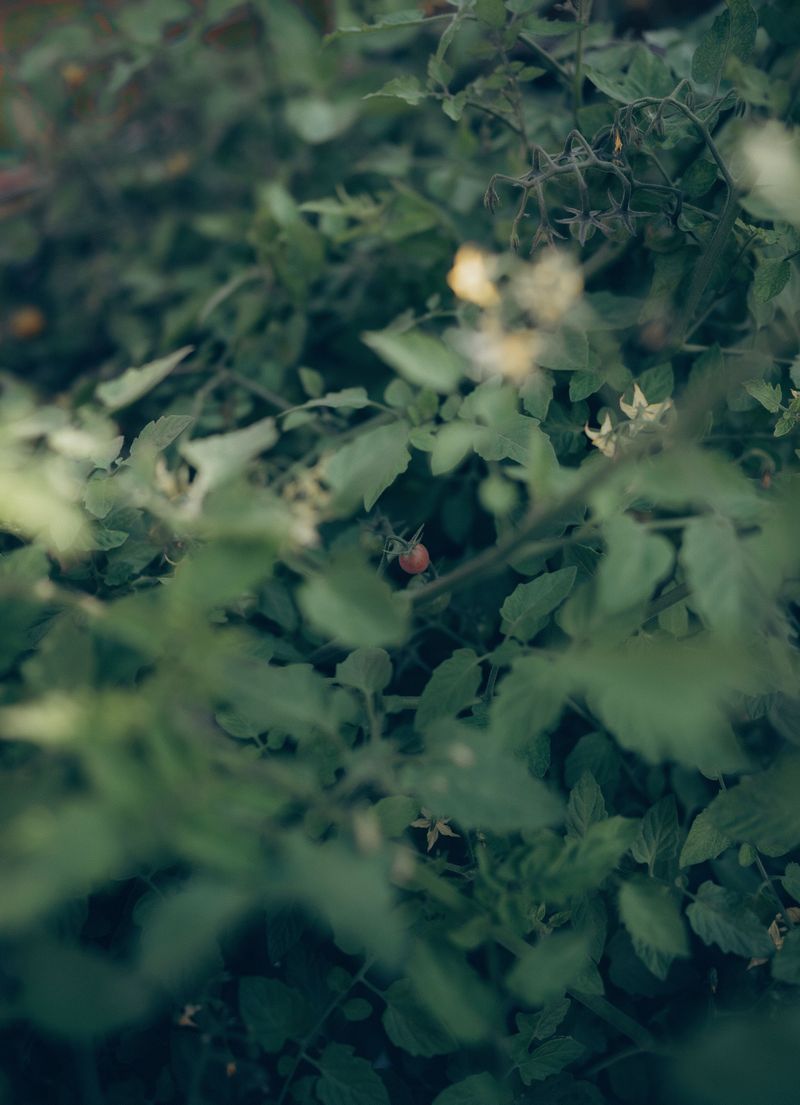 Other Hidden Causes Of Poor Fruit Set