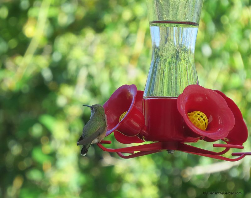 Other Hummingbirds Could Be Guarding The Feeder