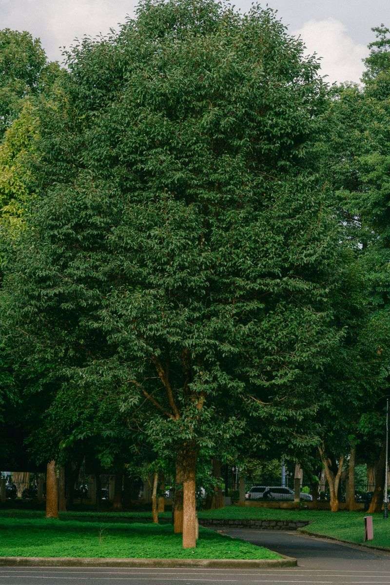 Other Native Trees Worth Considering