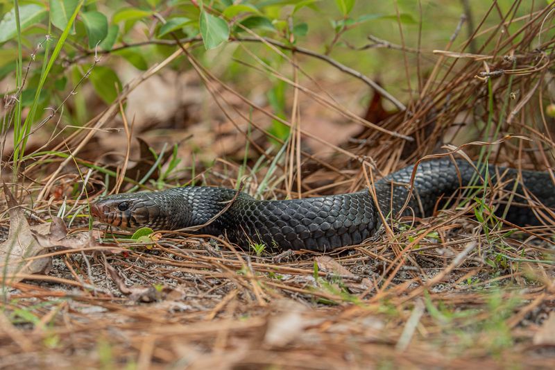 Other Snakes Can Put Your Yard On The Hunting Route