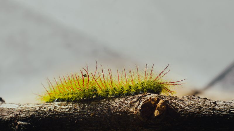 Other Stinging Caterpillars To Watch For In Virginia Other Stinging Caterpillars To Watch For In Virginia