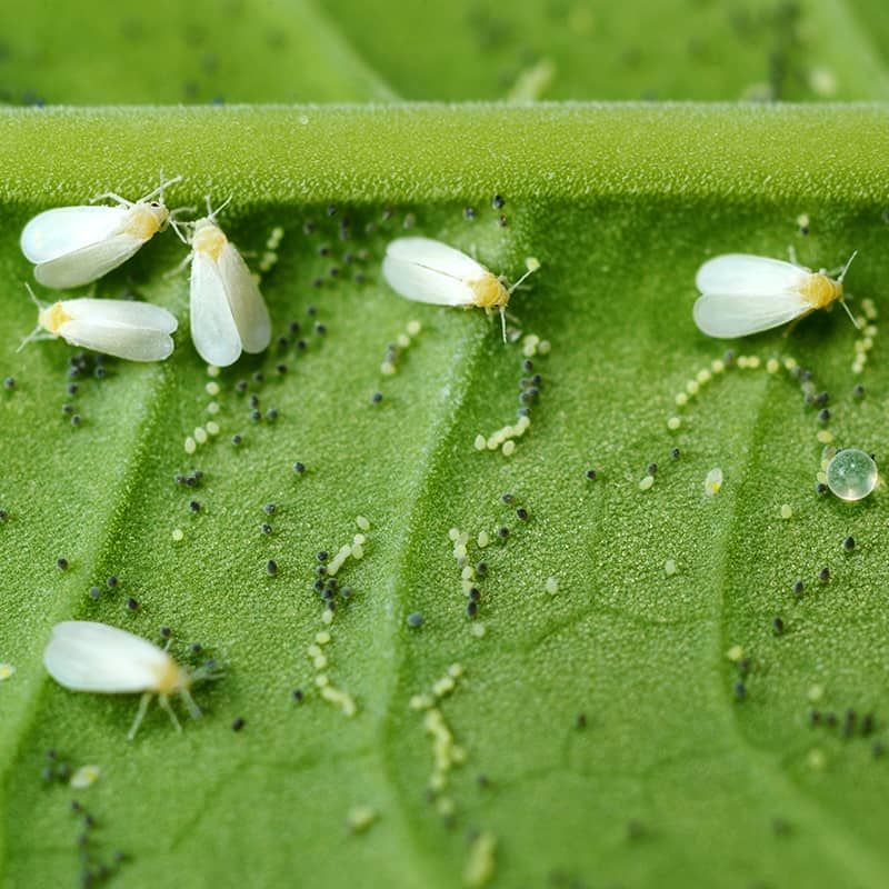 Other Tiny Garden Pests Can Become Prey Too