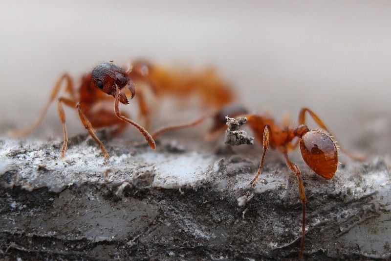 Other Ways To Protect Kids From Fire Ants