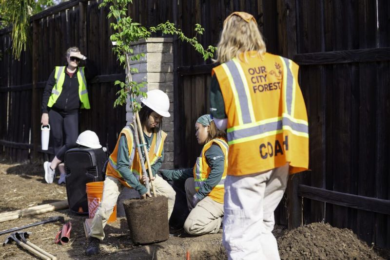 Our City Forest Offers Free Trees In Eligible Silicon Valley Neighborhoods Our City Forest Offers Free Trees In Eligible Silicon Valley Neighborhoods