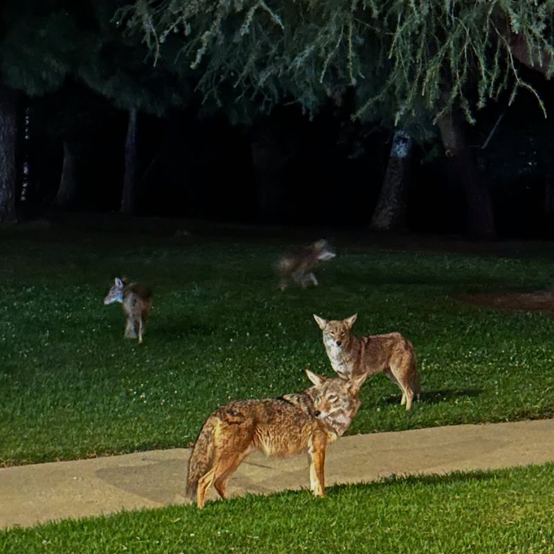 Outdoor Feeding After Dark Deserves Extra Caution Outdoor Feeding After Dark Deserves Extra Caution