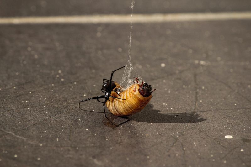 Outdoor Lighting Attracts Prey And Spiders