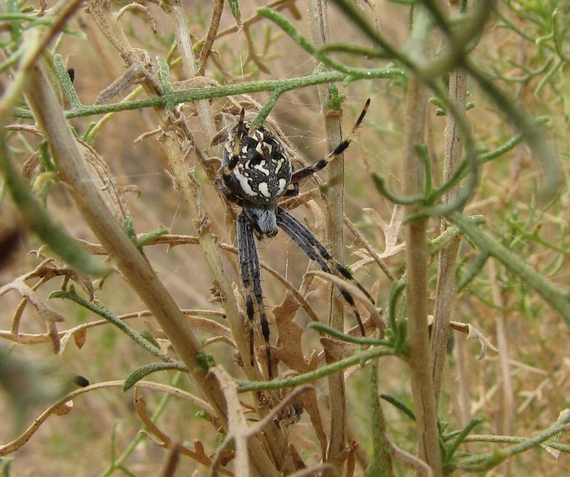 Outdoor Lights Can Attract Prey After The Sun Goes Down