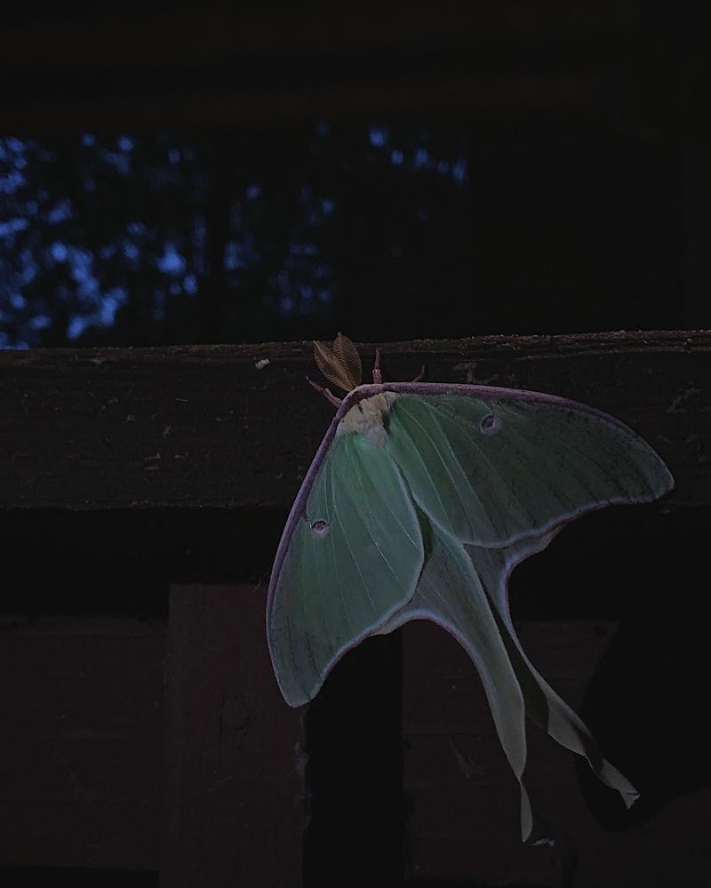 Outdoor Lights Can Draw Adults Toward Homes Outdoor Lights Can Draw Adults Toward Homes