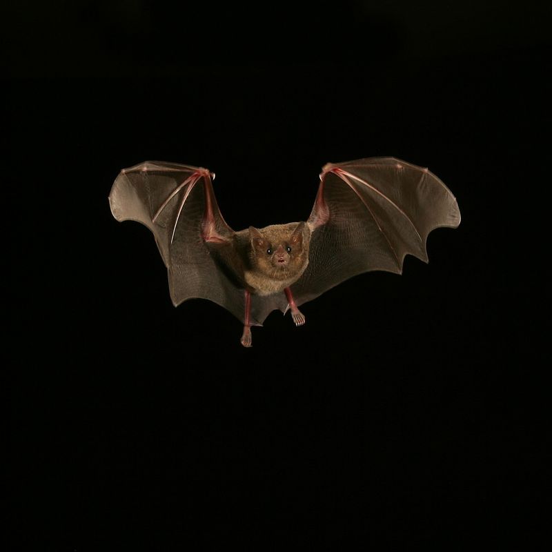 Outdoor Lights Can Draw Bats Toward Yards
