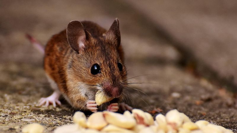 Outdoor Pet Bowls Turn Into Easy Night Meals