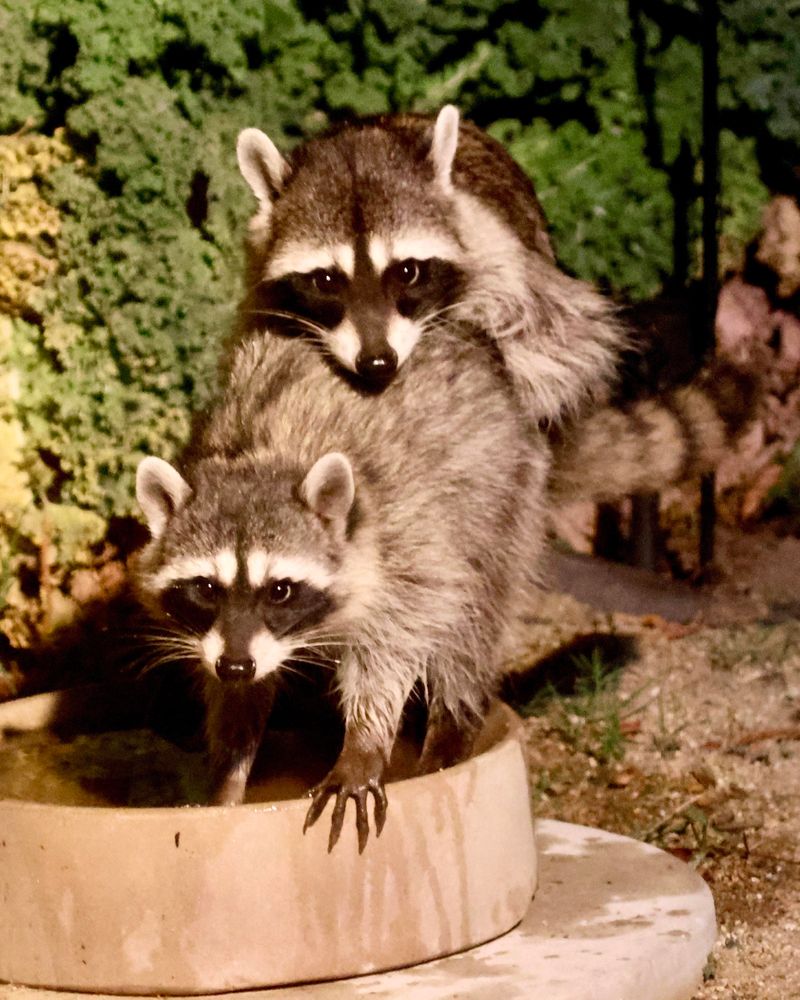Outdoor Water Keeps Them Coming Back Outdoor Water Keeps Them Coming Back