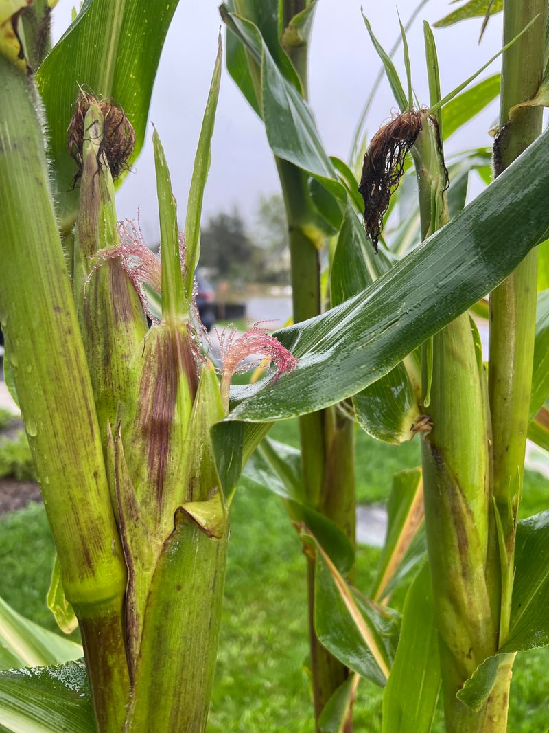 Outpacing Drought As The Bigger Threat