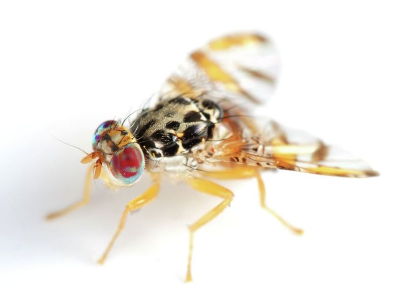 Over 50 Crop Types Face Risk From This Pest Over 50 Crop Types Face Risk From This Pest