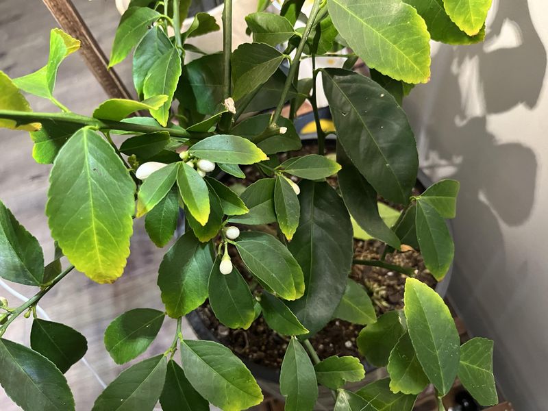 Over-Pruning Pushes Leaves Instead Of Harvests