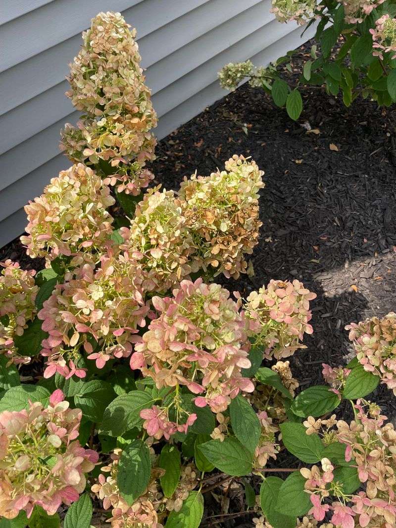 Overall Plant Looking Stressed By Midday Overall Plant Looking Stressed By Midday