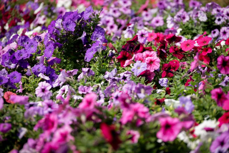 Overcrowd Plants In Containers Overcrowd Plants In Containers
