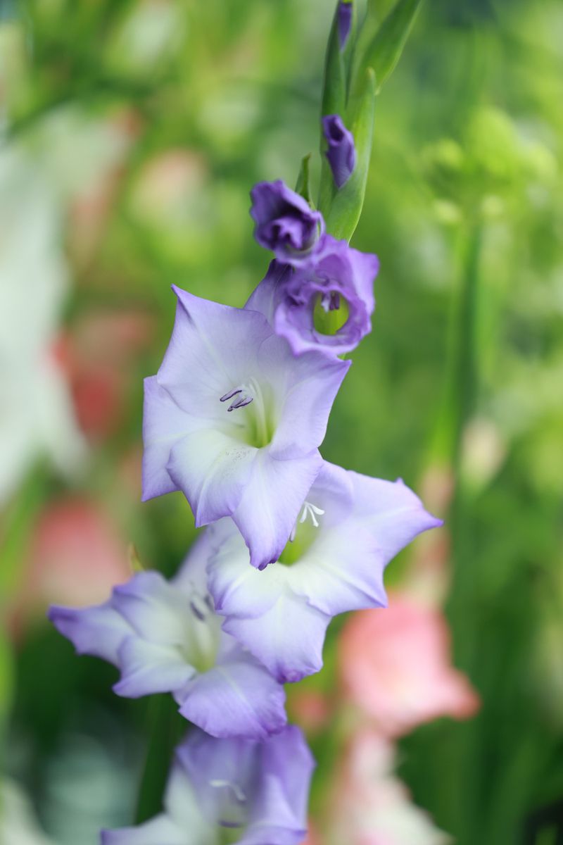 Overcrowded Corms Compete For Nutrients Overcrowded Corms Compete For Nutrients