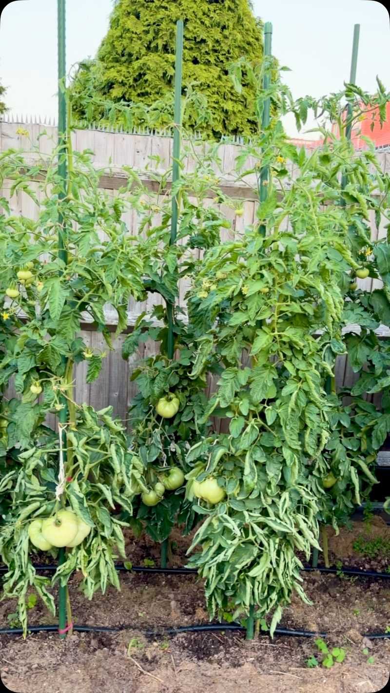 Overcrowded Plants Blocking Sunlight From Fruit