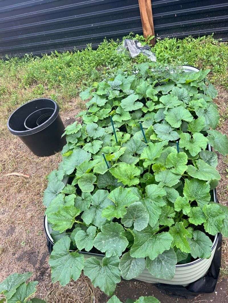 Overcrowded Plants Compete For Available Water