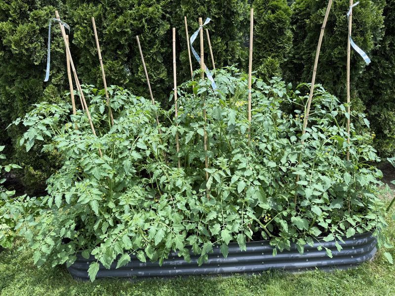 Overcrowded Roots Compete For Water And Nutrients