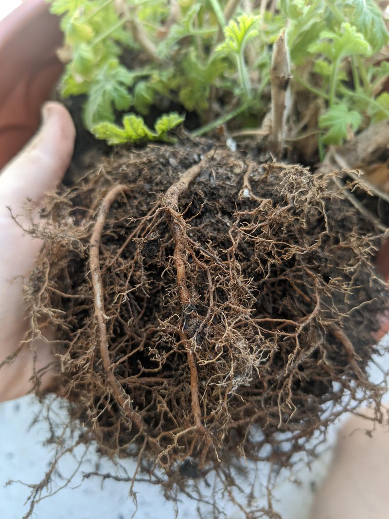 Overcrowded Roots Limit Flower Production Overcrowded Roots Limit Flower Production