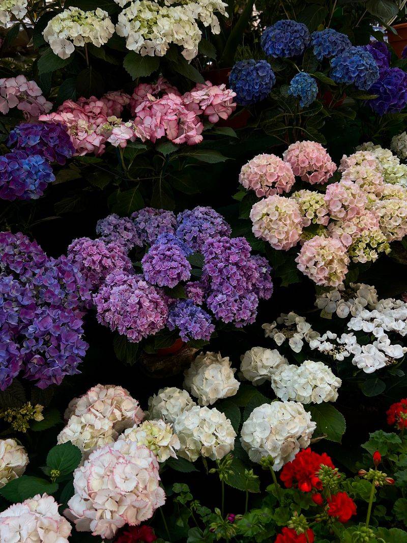Overcrowded Shrubs Worsen Fungal Spread