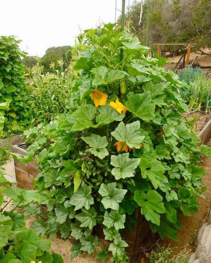 Overcrowded Vines Competing For Resources Overcrowded Vines Competing For Resources