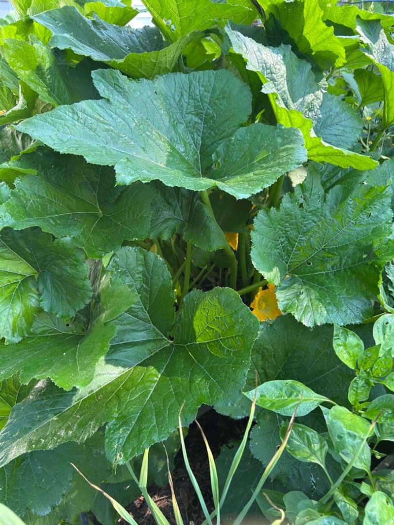 Overcrowding Plants Without Proper Spacing