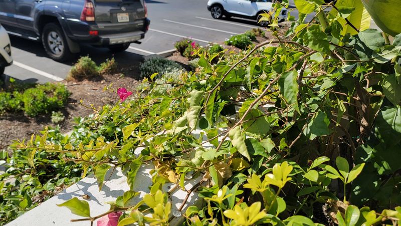Overfeeding Can Create A Huge Green Plant With No Color