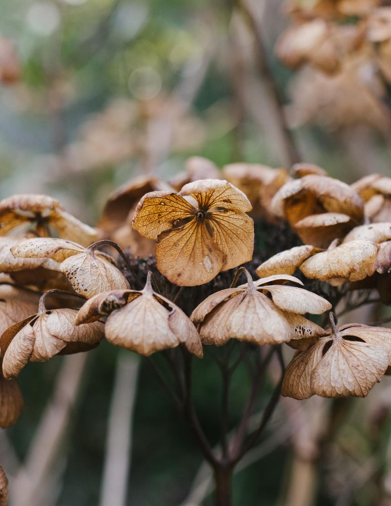 Overfertilizing Damaging Delicate Petals Overfertilizing Damaging Delicate Petals
