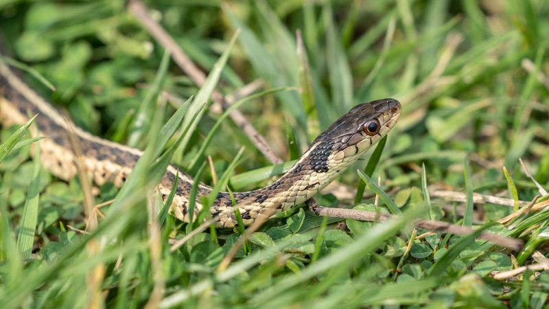 Overgrown Beds Near Homes Create The Biggest Concern