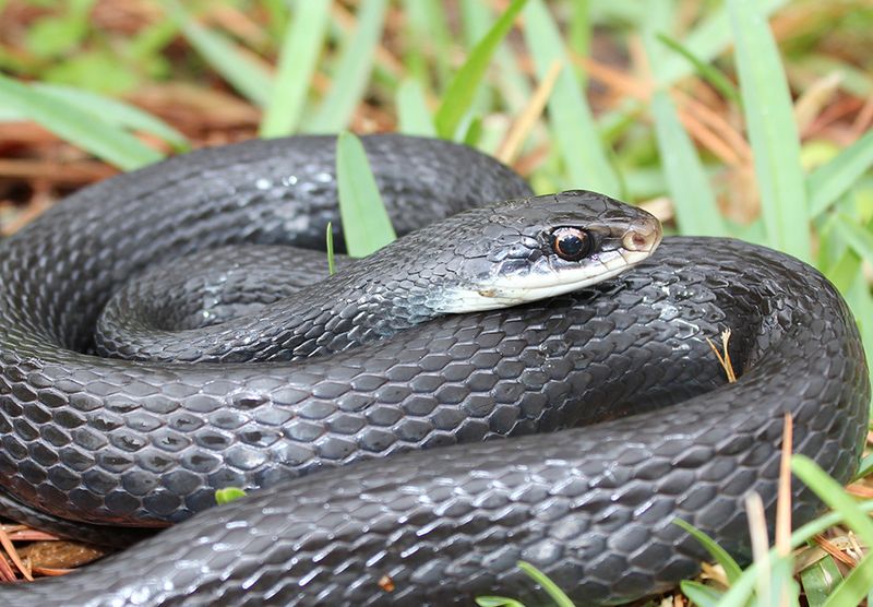 Overgrown Hedges Let Snakes Move Close To The House Unseen