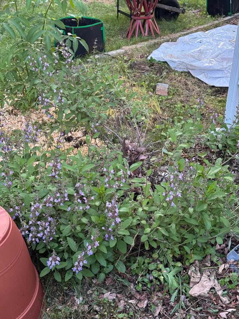 Overgrown Plants Can Lose Their Natural Shape Overgrown Plants Can Lose Their Natural Shape