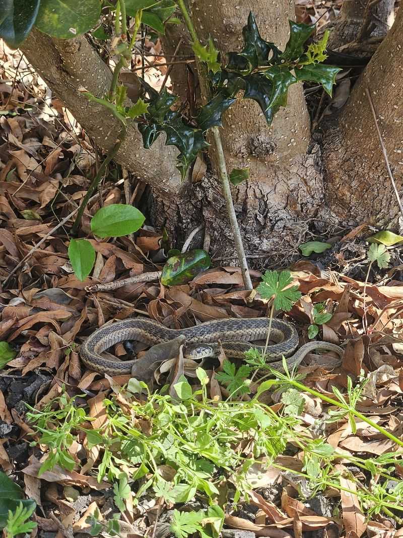 Overgrown Plants Make Mulched Beds Much Harder To Inspect