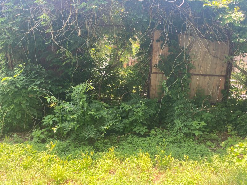 Overgrown Property Edges Connect Wildlands To Your Yard