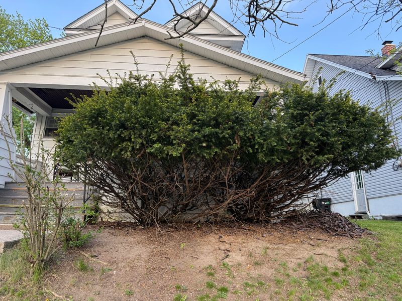Overgrown Shrubs Can Connect Flames To Structures Overgrown Shrubs Can Connect Flames To Structures