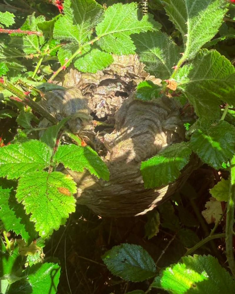 Overgrown Shrubs Make Nesting Easier Overgrown Shrubs Make Nesting Easier
