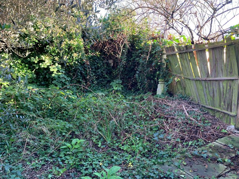 Overgrown Vegetation Attracts Prey Insects Overgrown Vegetation Attracts Prey Insects